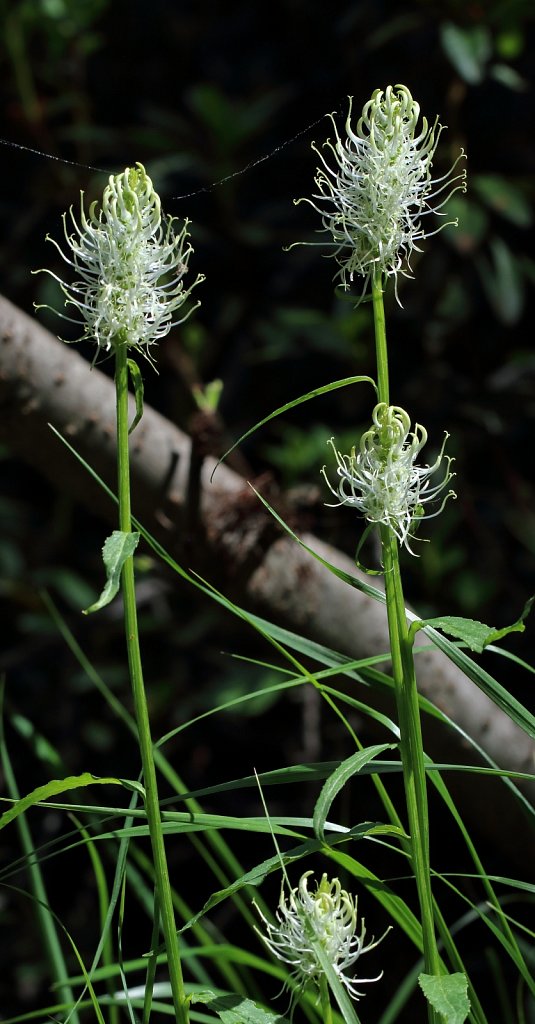 Phyteuma spicatum
