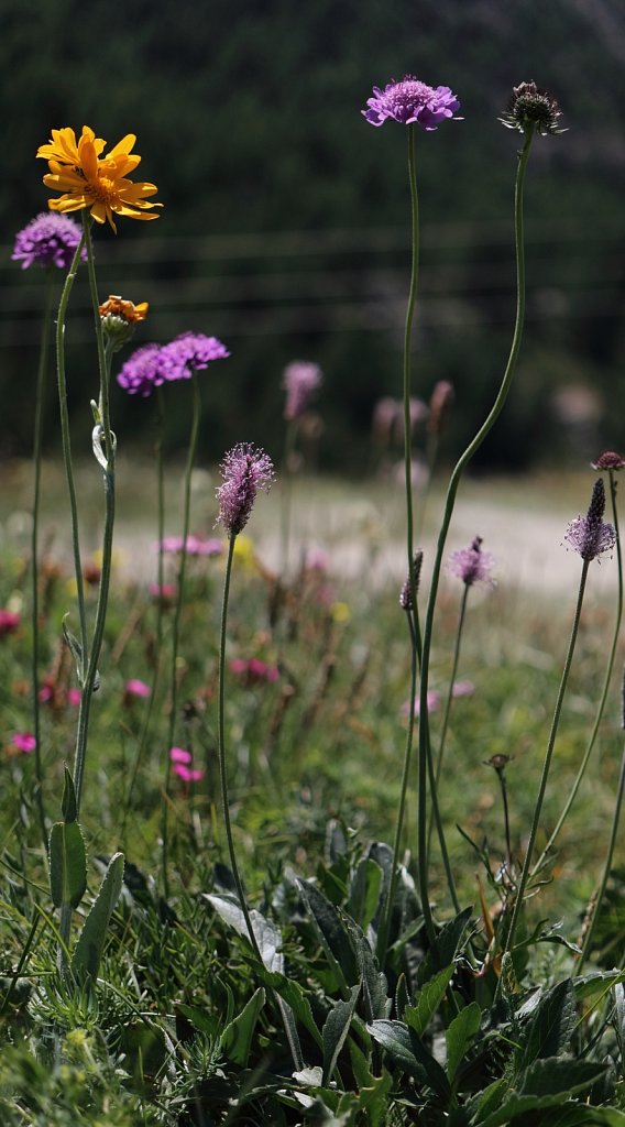 Scabiosa lucida (Shining Scabious)