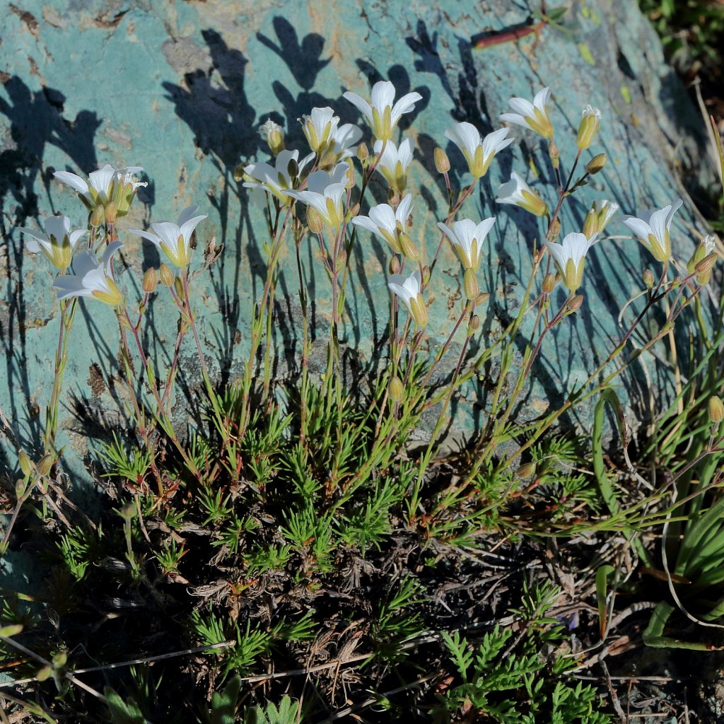 Minuartia laricifolia (Larch-leaved Sandwort)