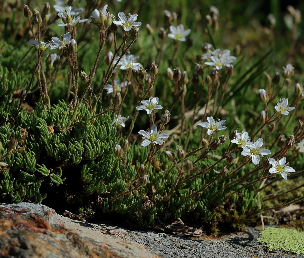 Minuartia recurva (Recurved Sandwort)