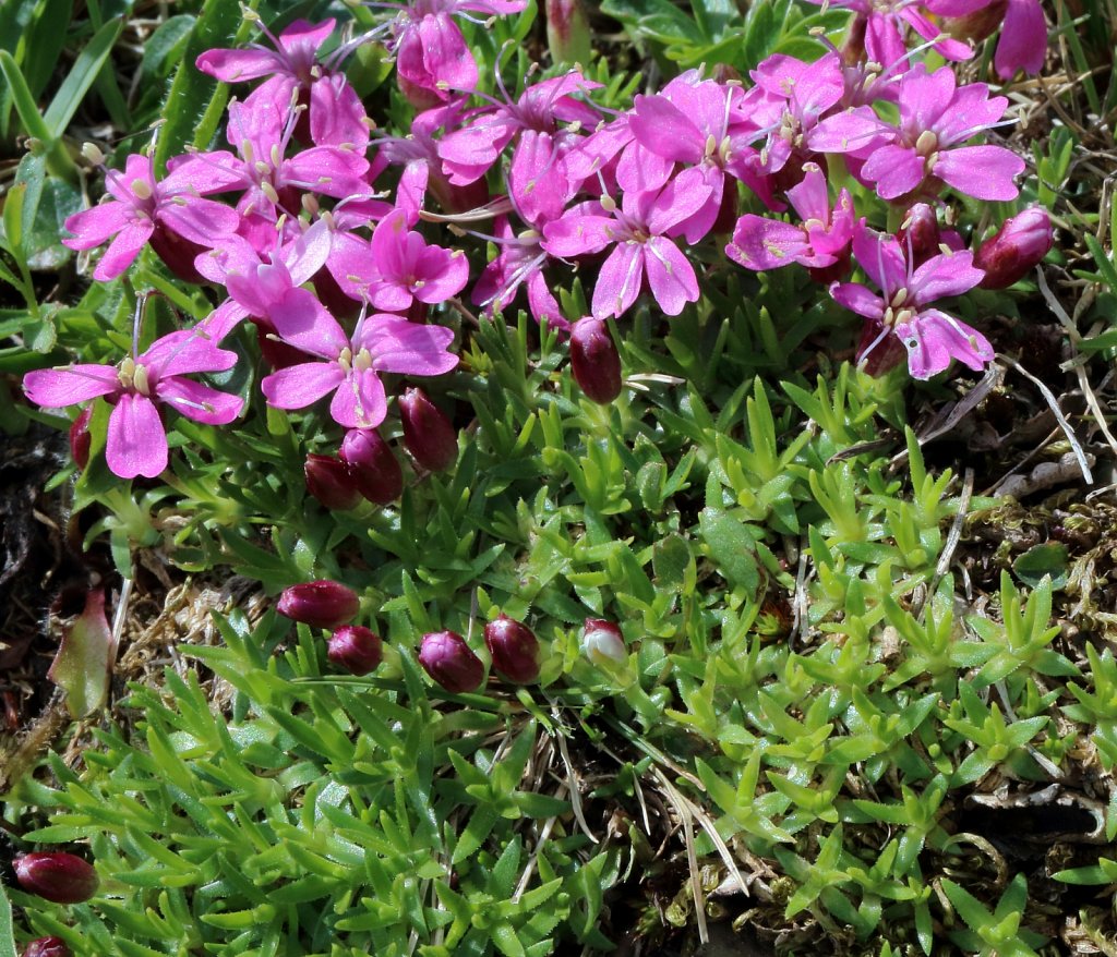Silene acaulis (Moss Campion)