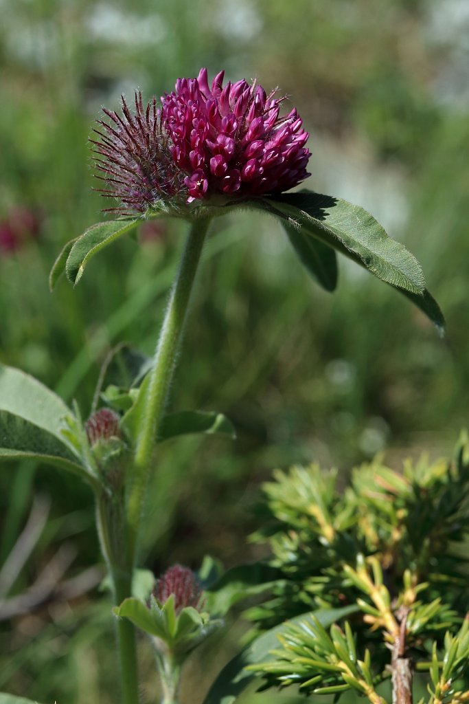 Trifolium alpestre (Hill Clover)