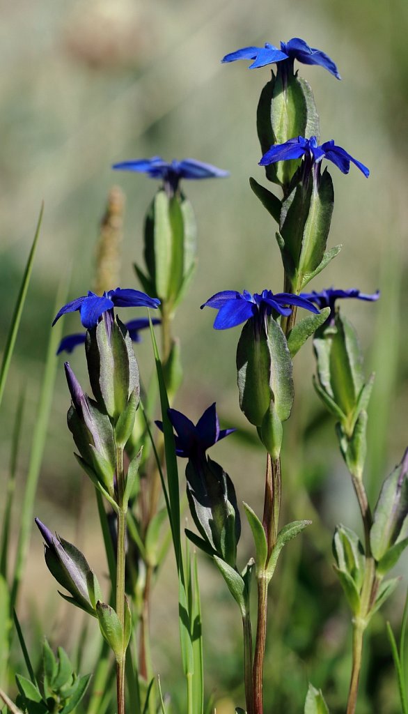 Gentiana utriculosa (Bladder Gentian)