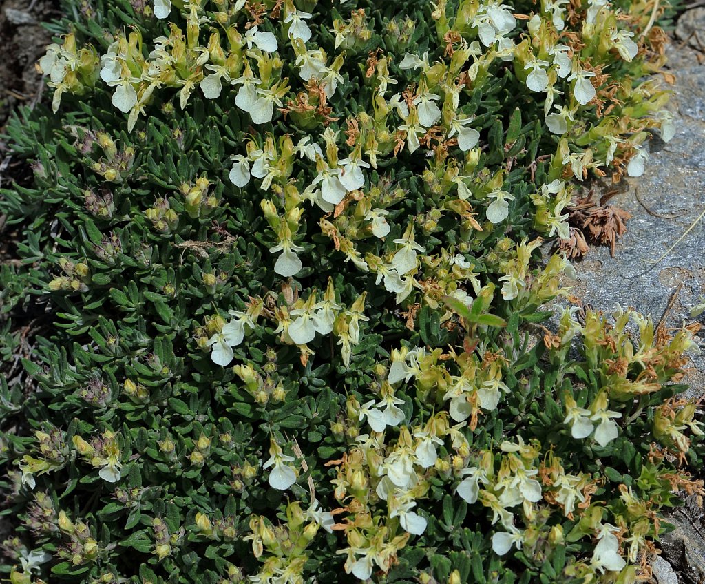 Teucrium montanum (Mountain Germander)