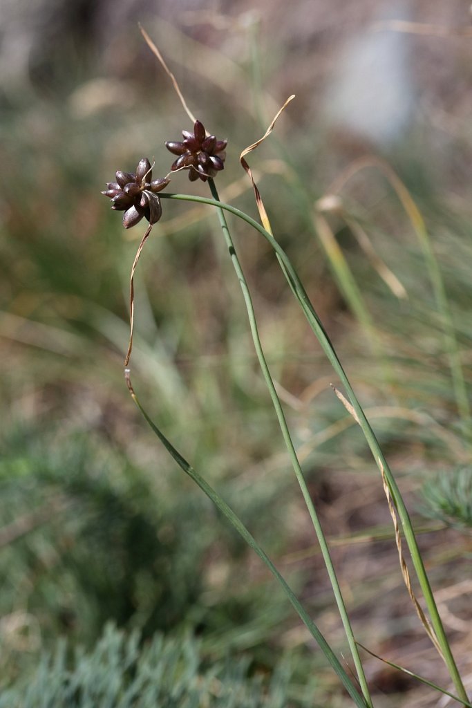 Allium oleraceum (Field Garlic)
