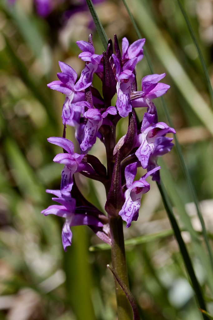 Dactylorhiza spp (a Marsh Orchid species)
