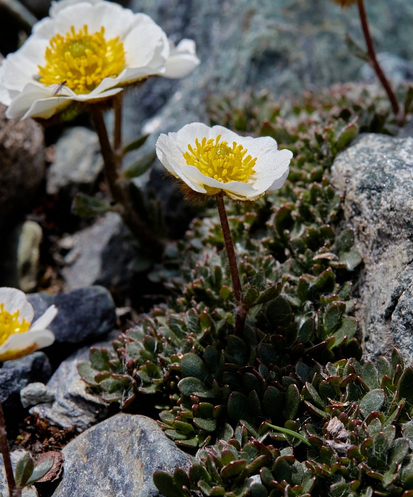 Ranunculus glacialis (Glacial Crowfoot)