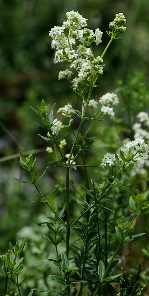 Galium boreale (Northern Bedstraw)