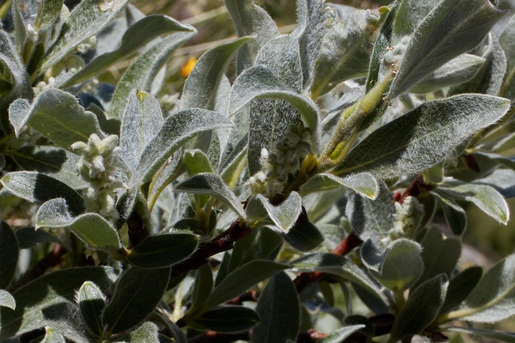 Salix glaucosericea (Glaucous Willow)