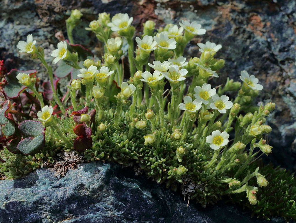 Saxifraga muscoides (Flat-leaved Saxifrage)