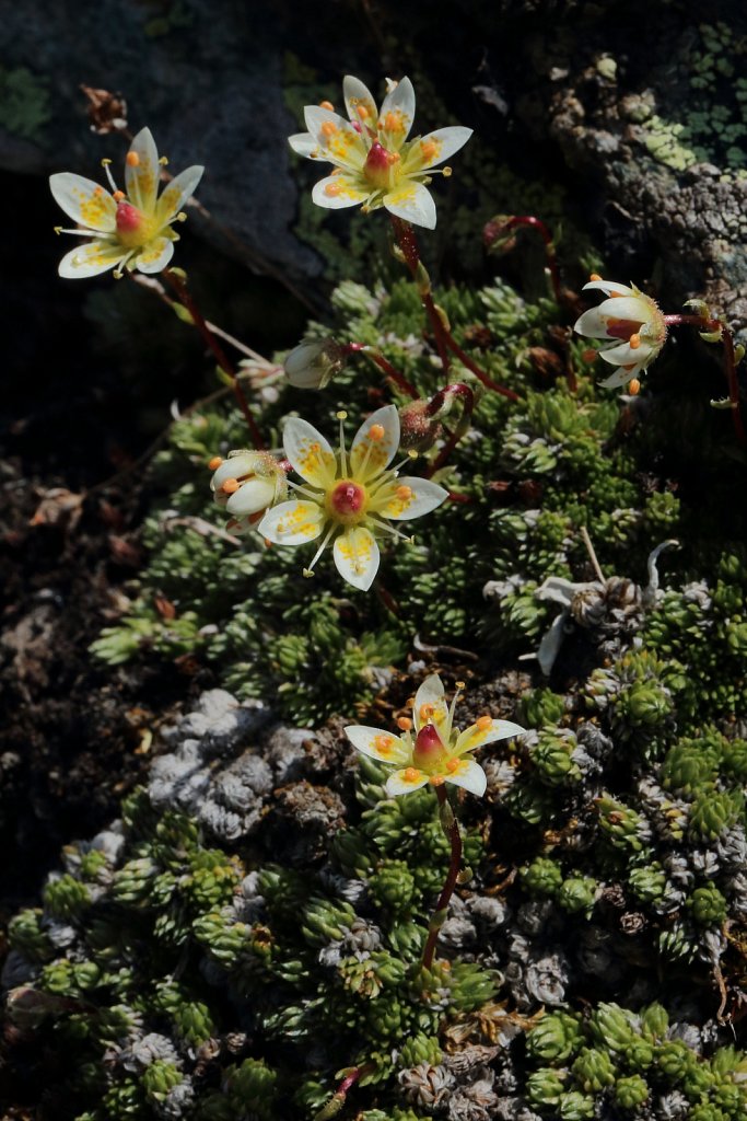 Saxifraga bryoides (Moss Saxifrage)