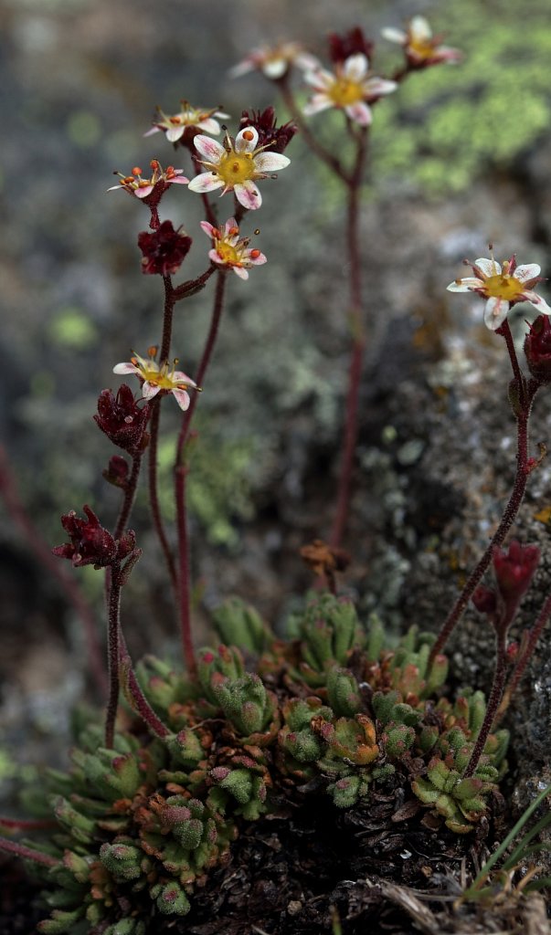 Saxifraga exarata (White Musky Saxifrage)