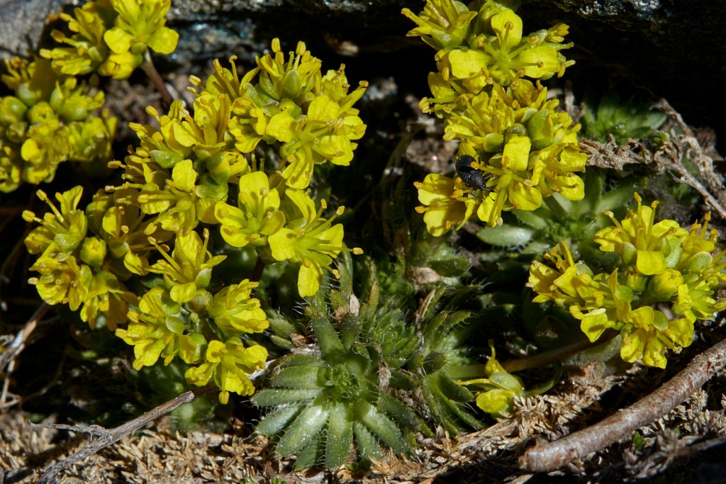 Draba aizoides (Yellow Whitlowgrass)