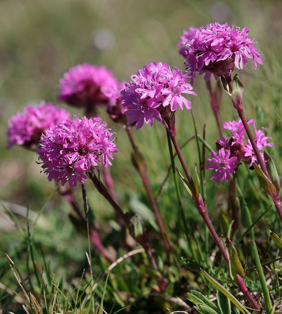 Silene suecica (Alpine Catchfly)