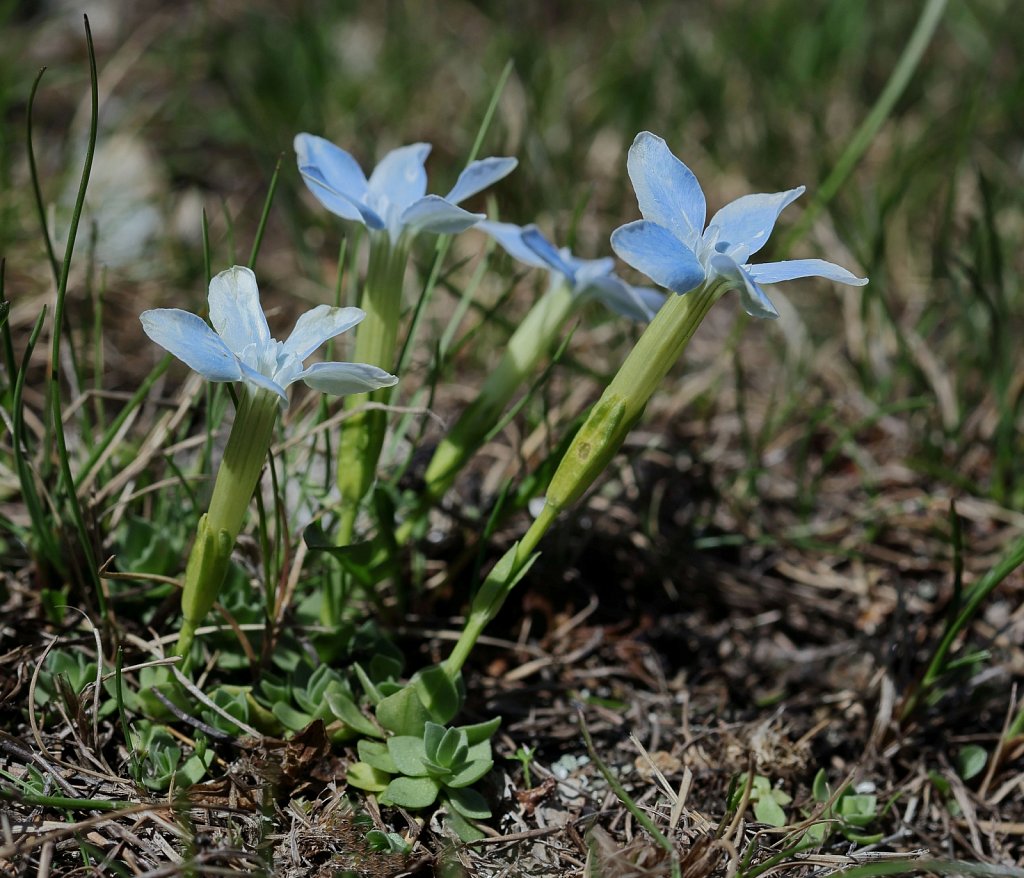 Gentiana brachyphylla (Short-leaved Gentian)