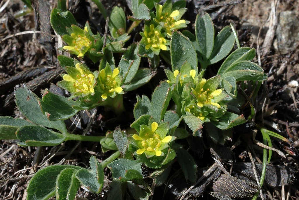 Sibbaldia procumbens (Sibbaldia)