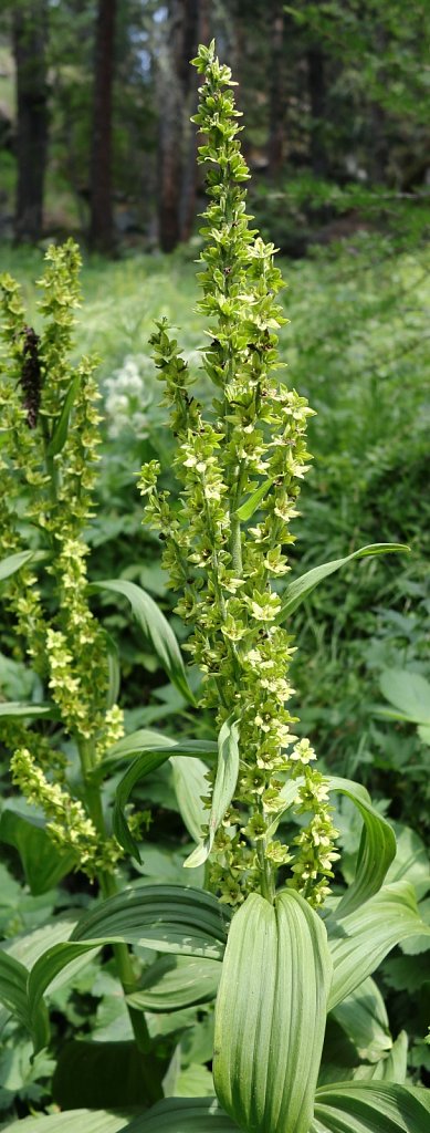 Veratrum album ssp lobelianum (White False-helleborine)
