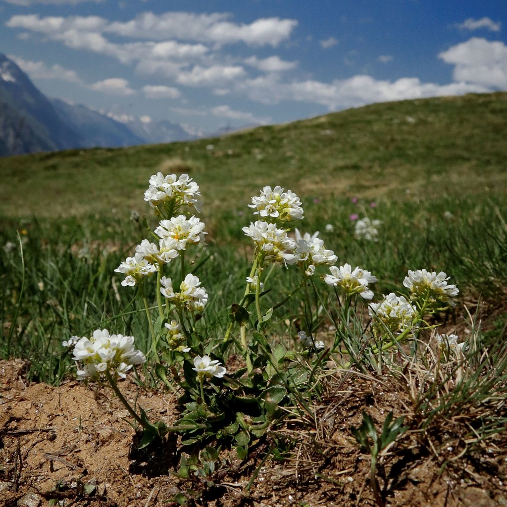 Thlaspi sylvium (Alpine Penny-cress)