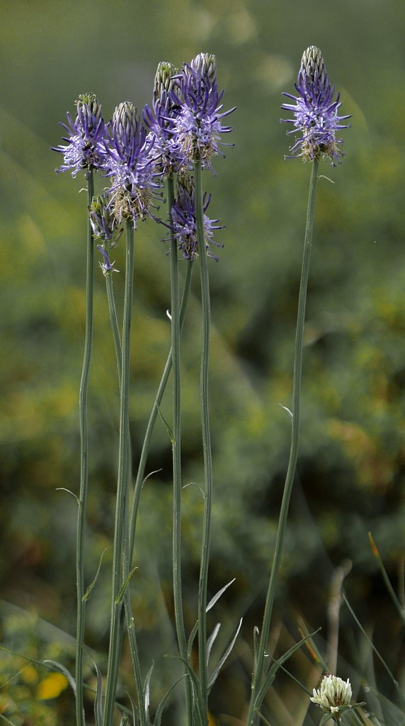 Phyteuma betonicifolium (Betony-leaved Rampion)