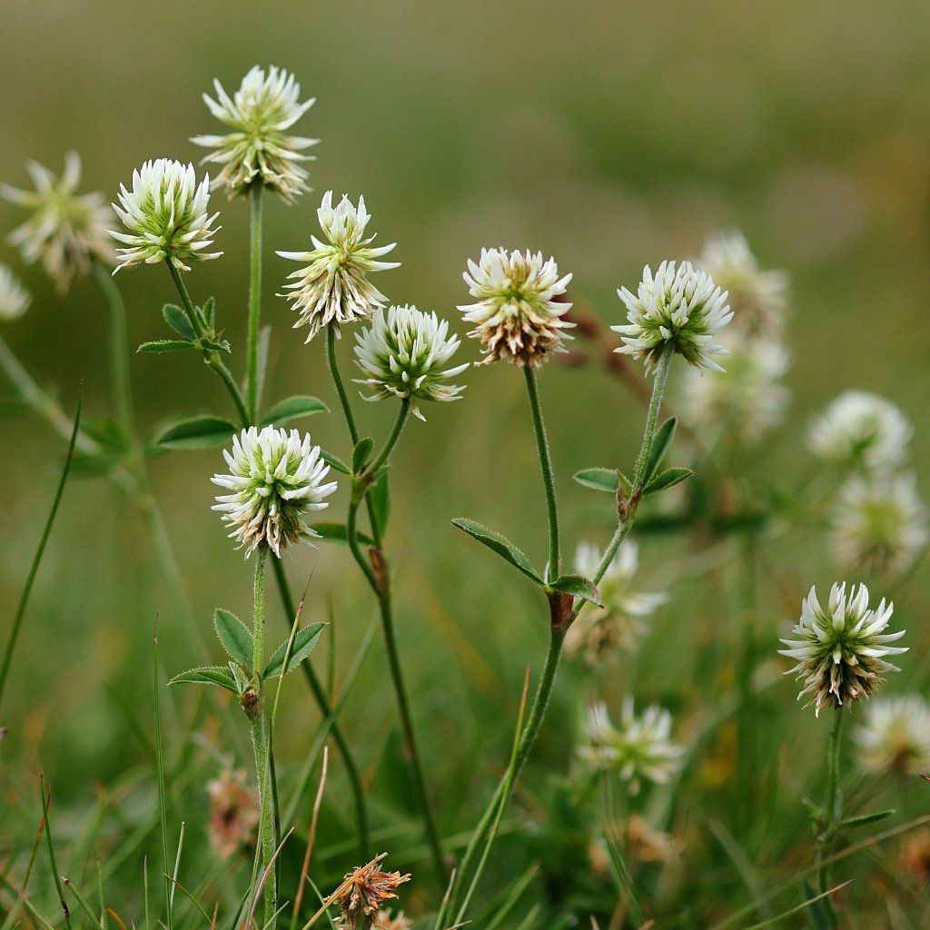 Trifolium montanum (Mountain Clover)