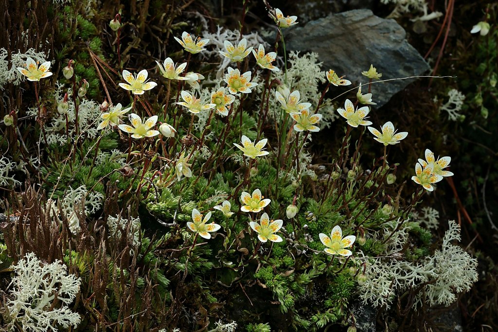Saxifraga bryoides (Moss Saxifrage)