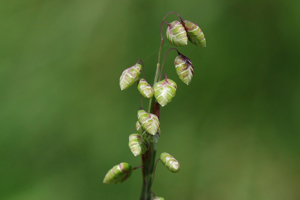 Briza media (Common Quaking-grass)