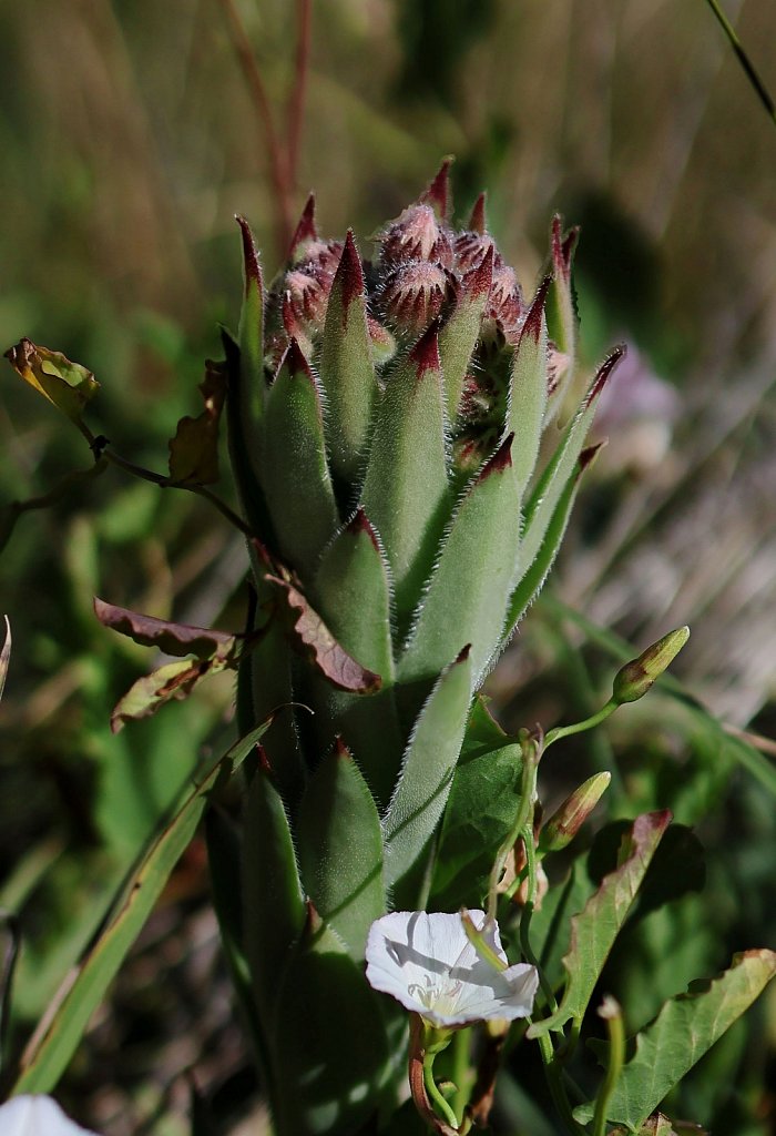 Sempervivum tectorum (Common House-leek)