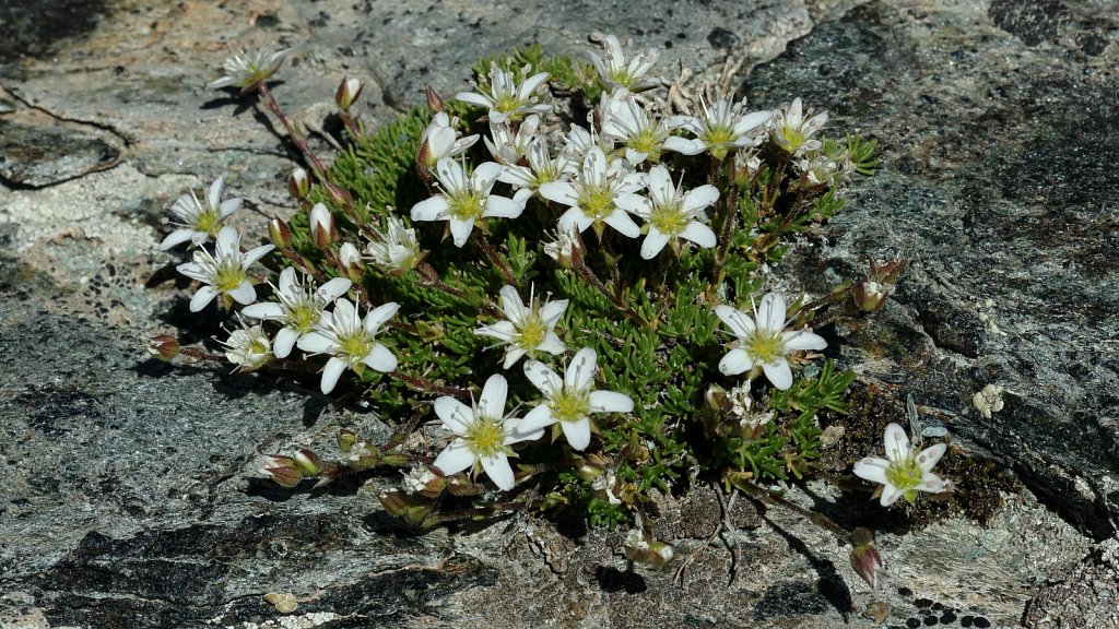 Minuartia recurva (Recurved Sandwort)
