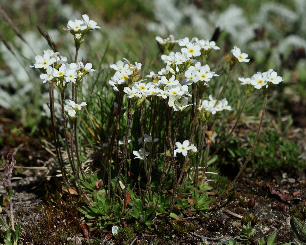 Androsace obtusifolia (Obtuse-leaved Rock-jasmine)
