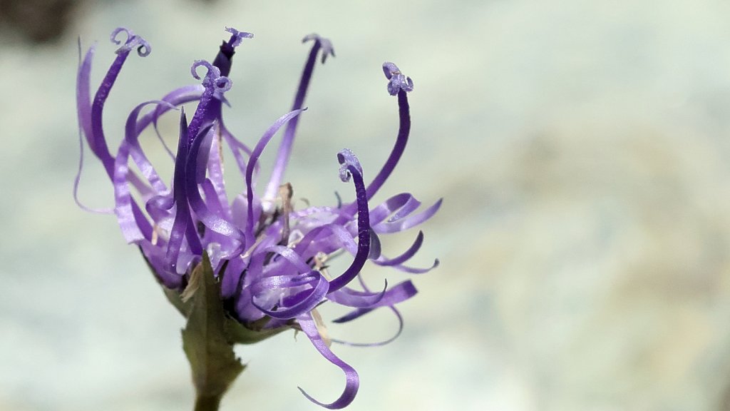 Phyteuma hemisphaericum (Globe-headed Rampion)