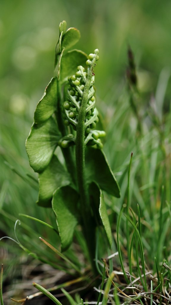 Botrychium lunaria (Moonwort)