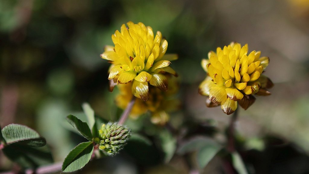Trifolium badium (Brown Clover)