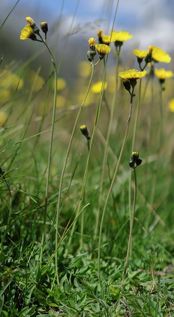 Hieracium lactucella (Smooth or European Hawkweed)