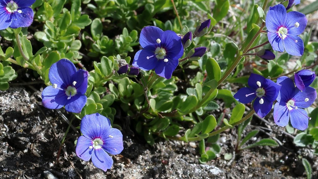 Veronica fruticans (Rock Speedwell)