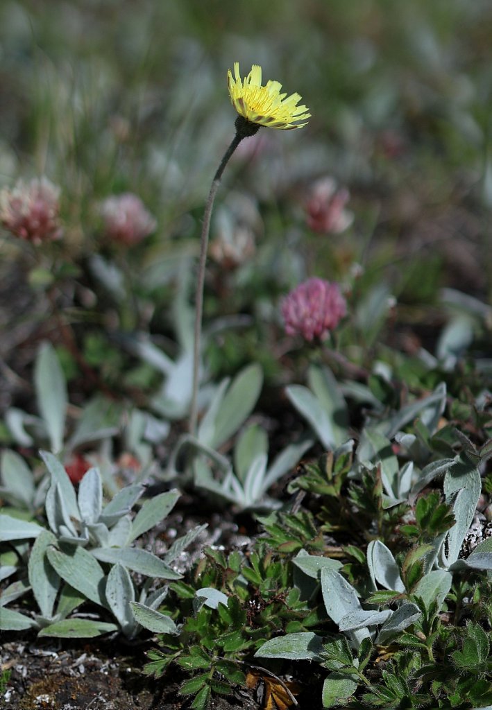 Hieracium piAAlosella (Mouse-ear Hawkweed)